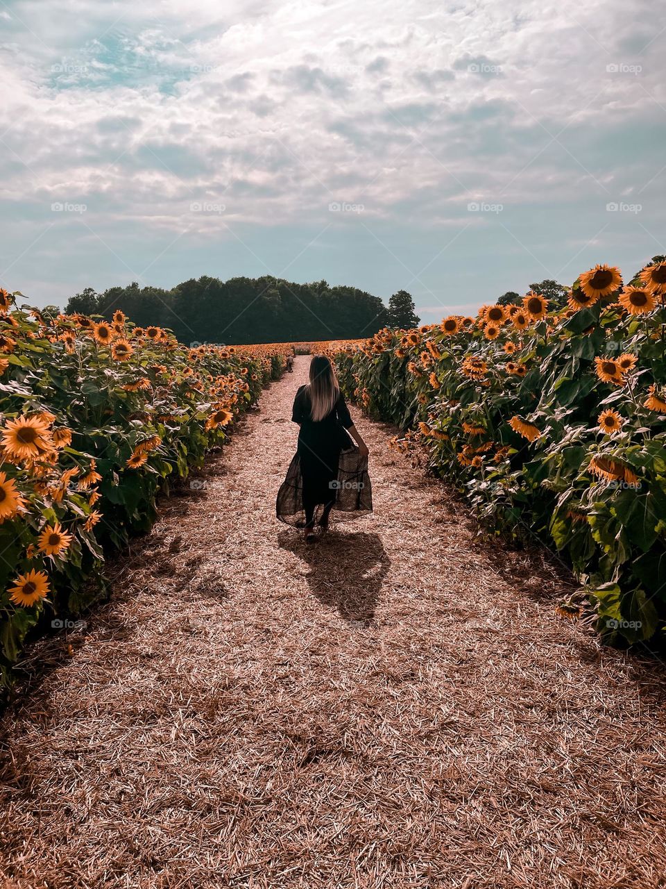 Sunflower Farm Dreams