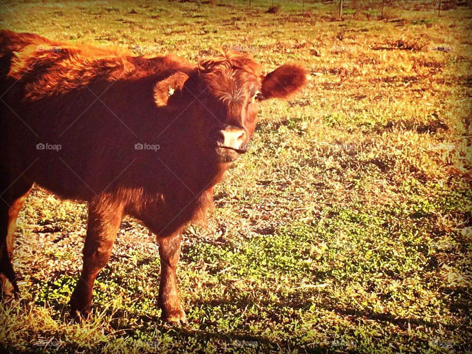 Brown Cow