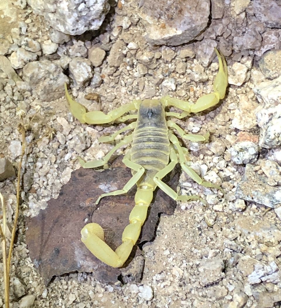 Giant desert hairy scorpion found under some old rusted metal 