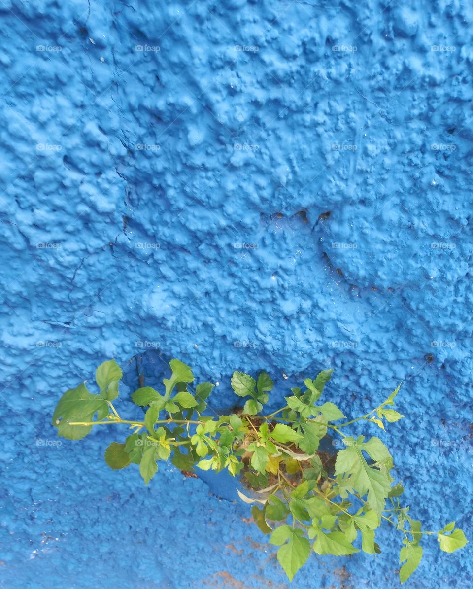 A Natureza é bela, sábia, viva e ressurge em pequenos espaços e locais. A Natureza nos ensina, sobre a nossa vida, a capacidade e, as etapas do crescimento