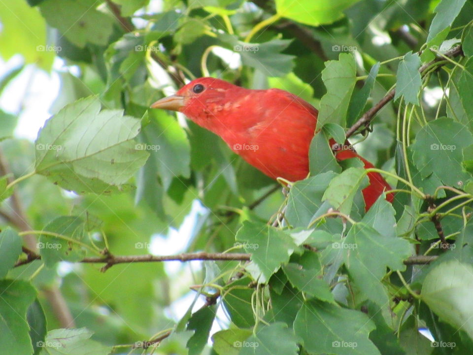 Nature, Leaf, No Person, Outdoors, Bird