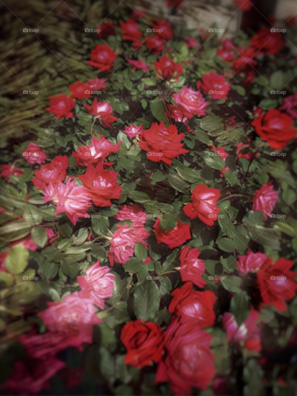 Nature/Landscape, Rose Flowers - Central Park, Manhattan, New York City. Instagram,@PennyPeronto