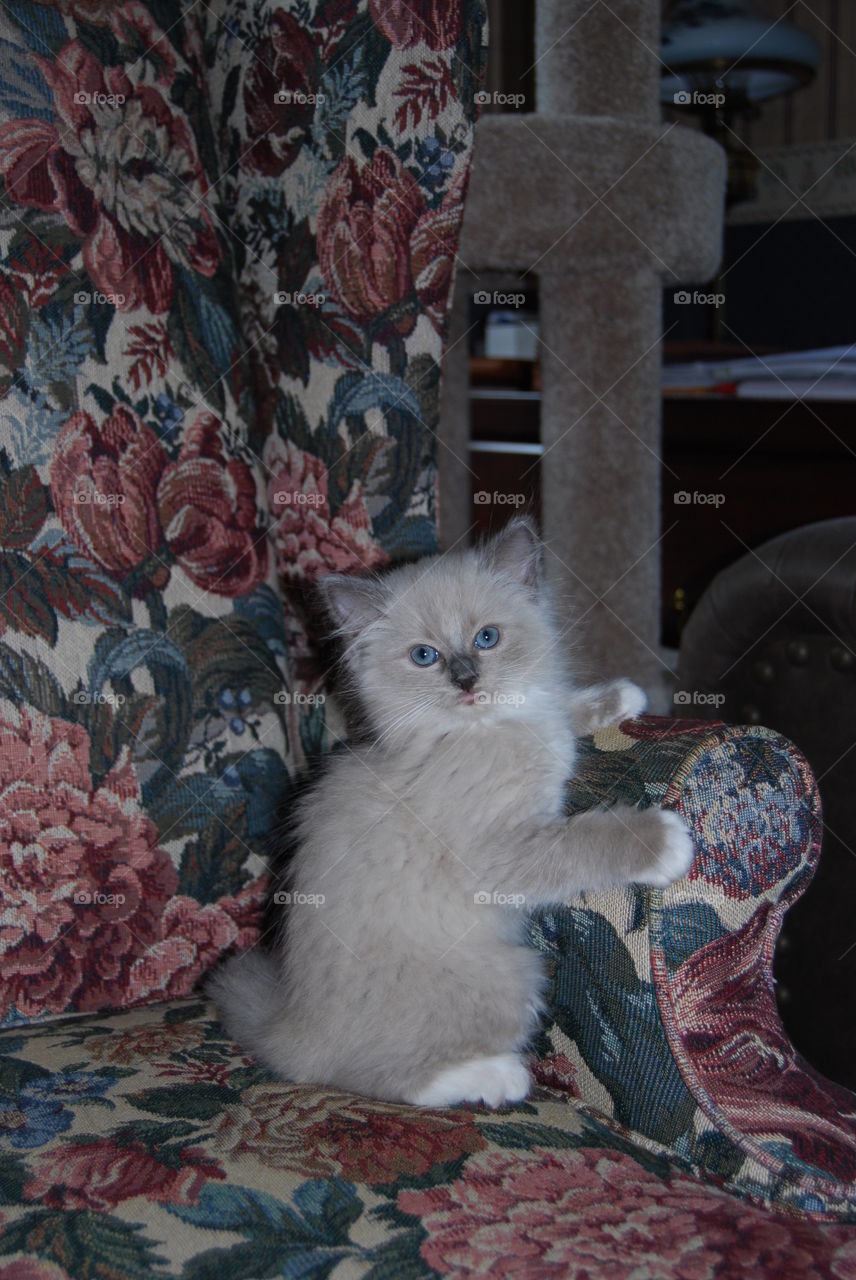 Ragdoll kitten