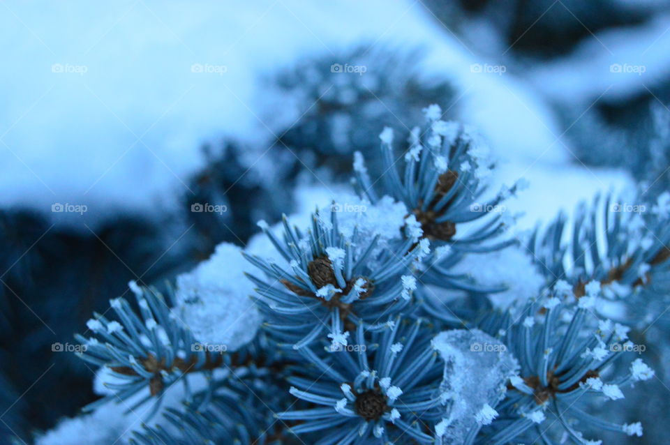 Snow, winter, blue spruce, needles, tree,