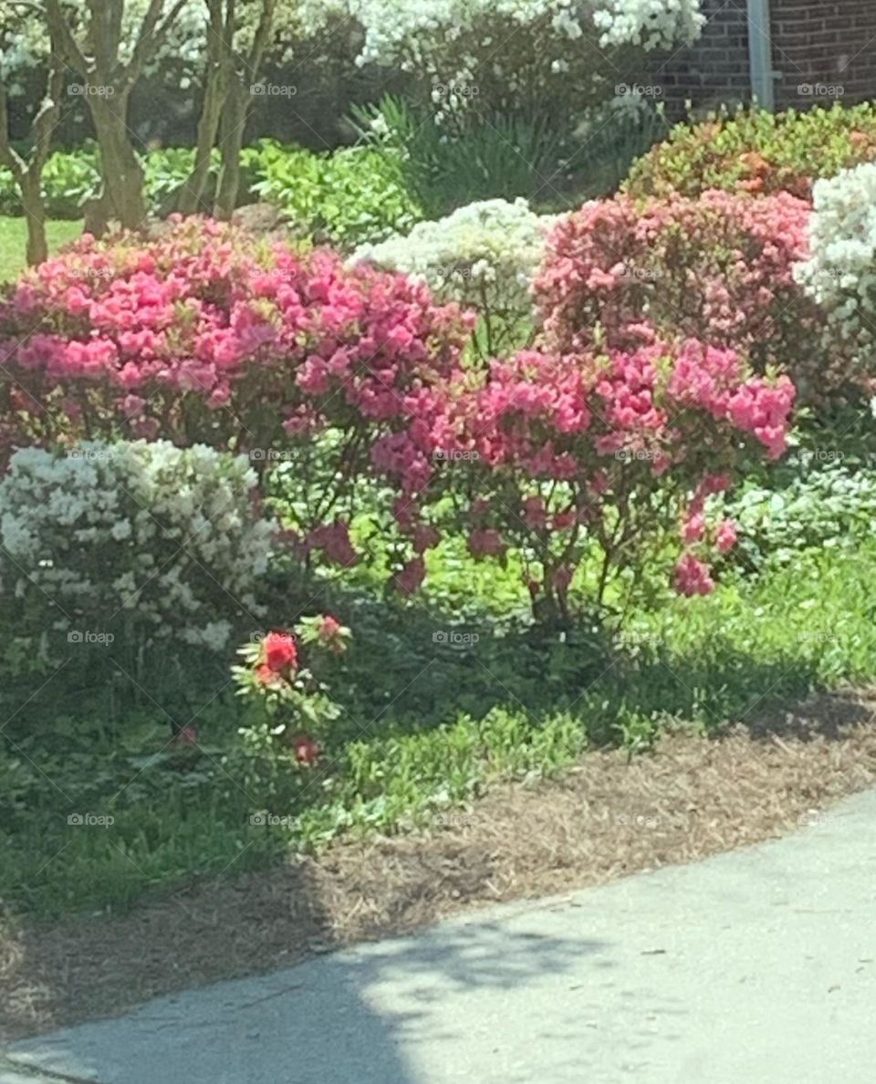 Azaleas 3