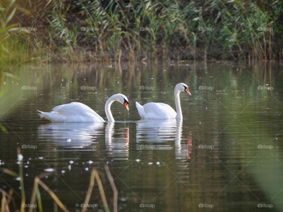 Swan couple