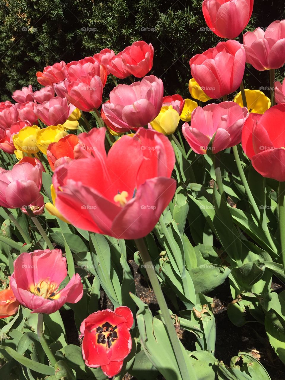Chicago garden pink , yellow, and orange tulips 