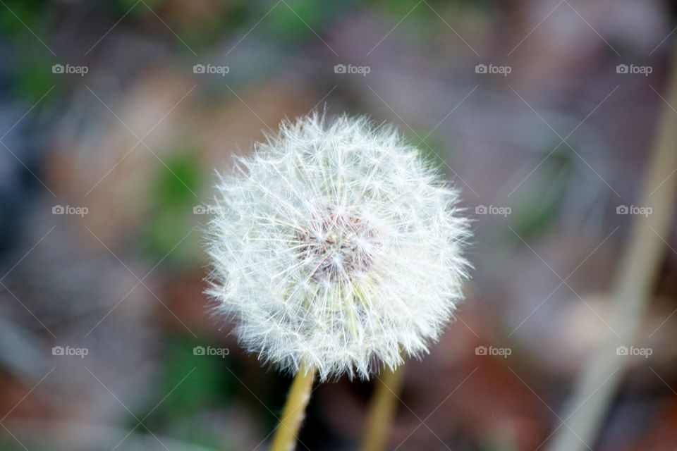 Dandelion