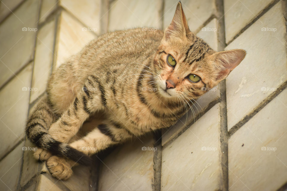 Cute cat looking at camera. It is male cat.