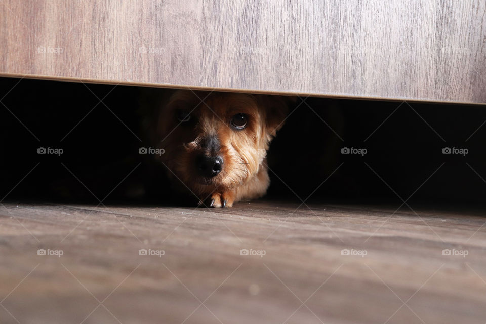 Yorkie Terrier peaking out from under the door