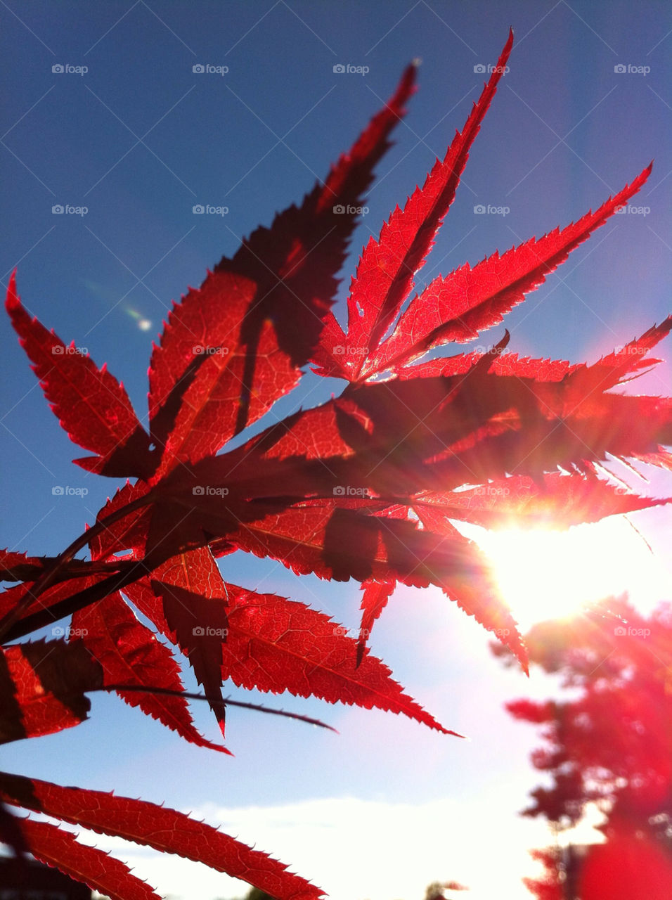 sunny blue sky red mapletree by kittani