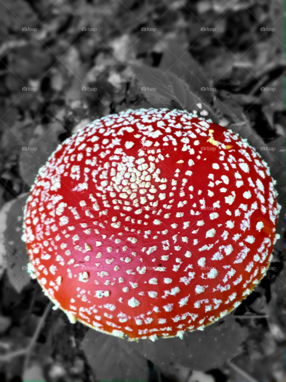 Amanita muscaria (toxic) muhara