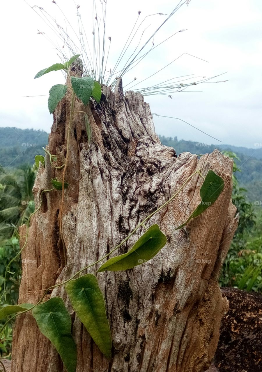 dead tree faced to really dry situation