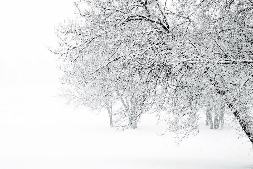 Snow-covered trees during white-out conditions in a rural area