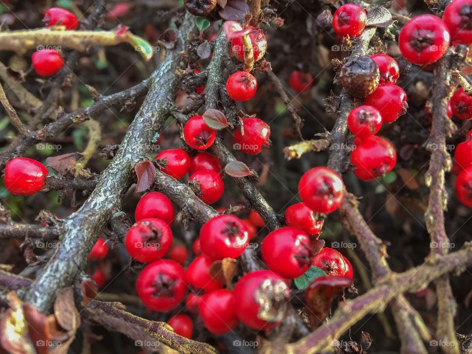 Berry Bush