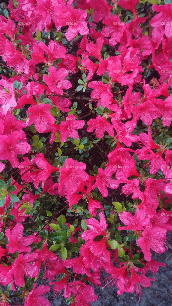 azaleas . by the office