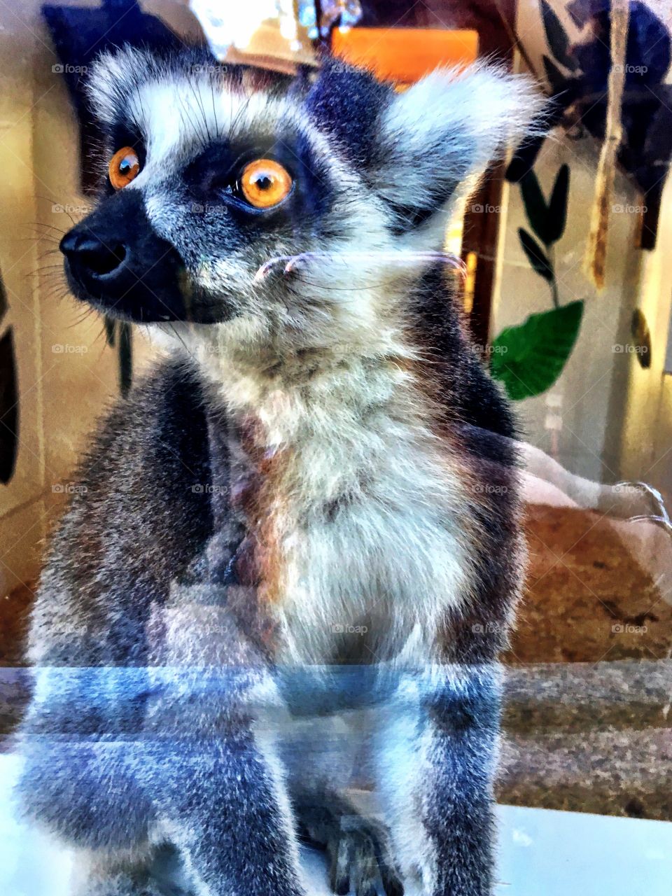 Curious Ring tailed lemur watching the world through a window. 