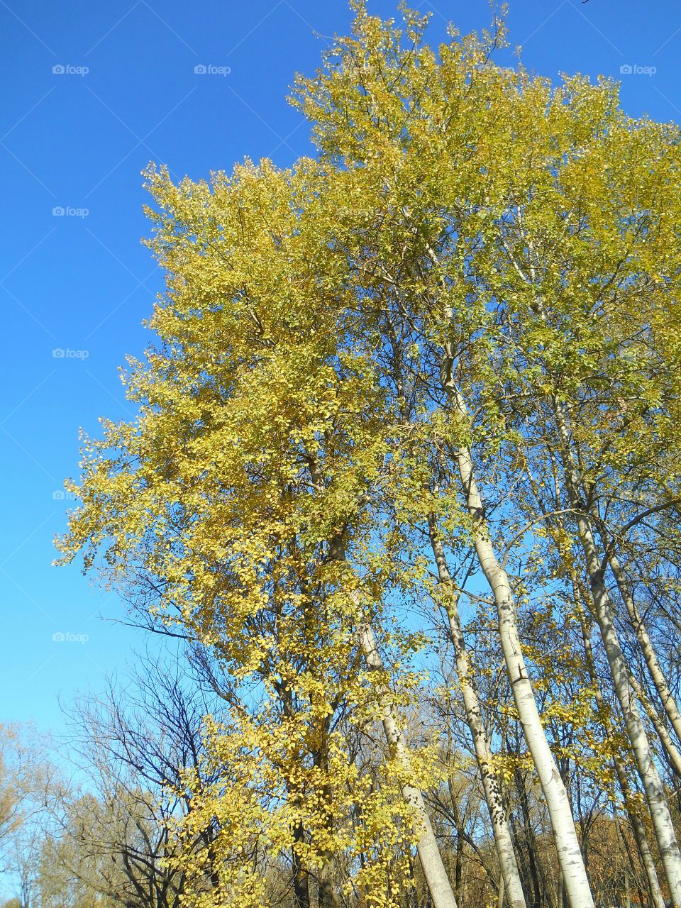 autumn tree