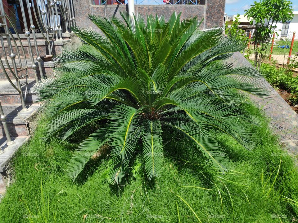 a image of arnamental plant