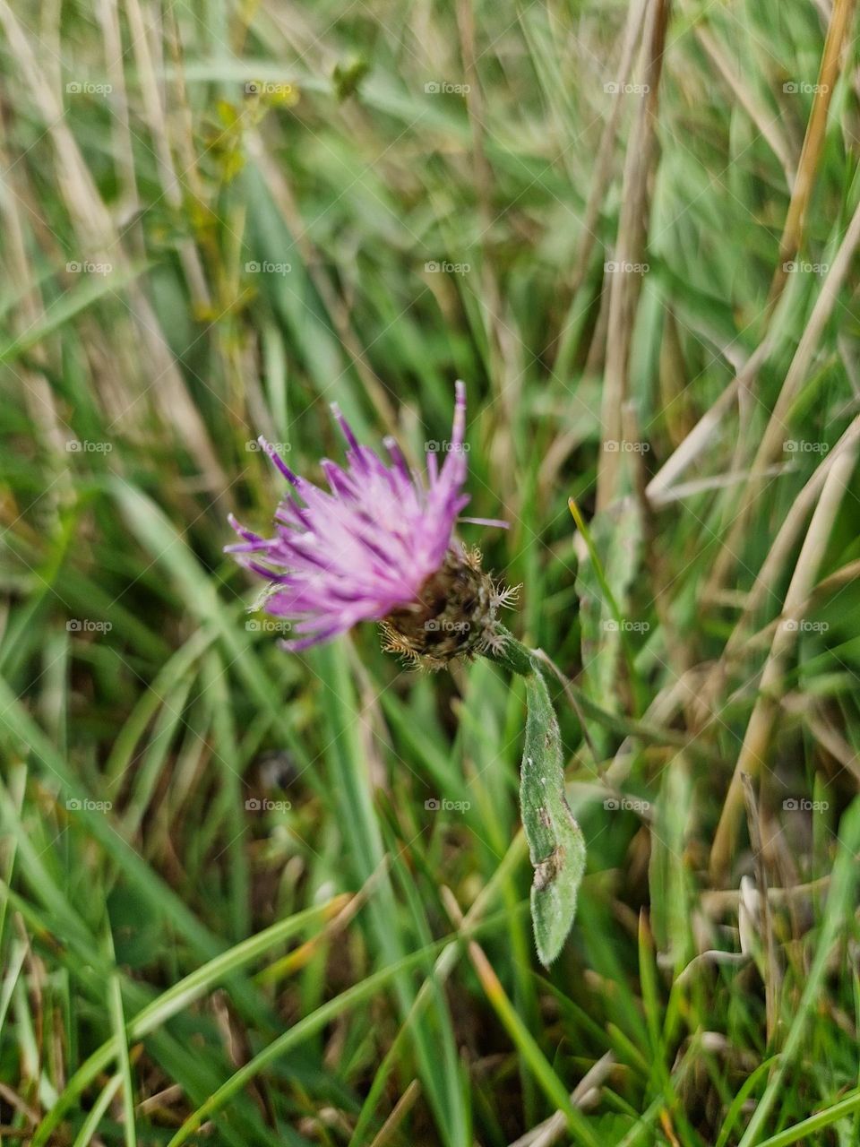 purple thistle