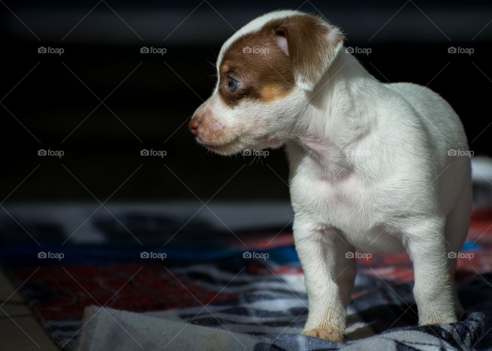 terrier brasileiro