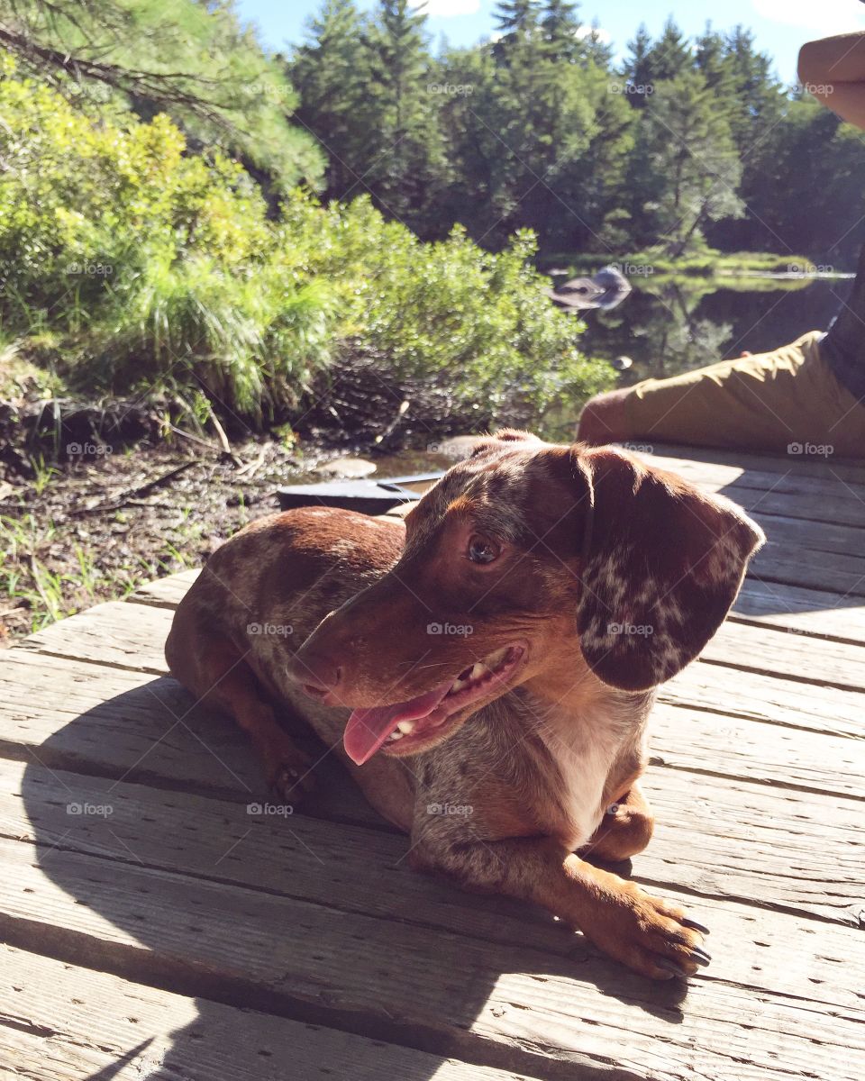 Smiling dachshund soaking up the last of the summer sun 