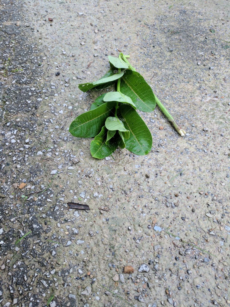 leaf flower