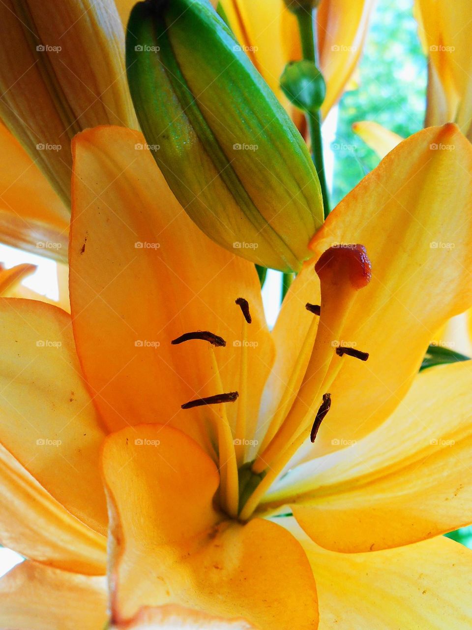 orange flowers beautiful portrait plant autumn and summer time