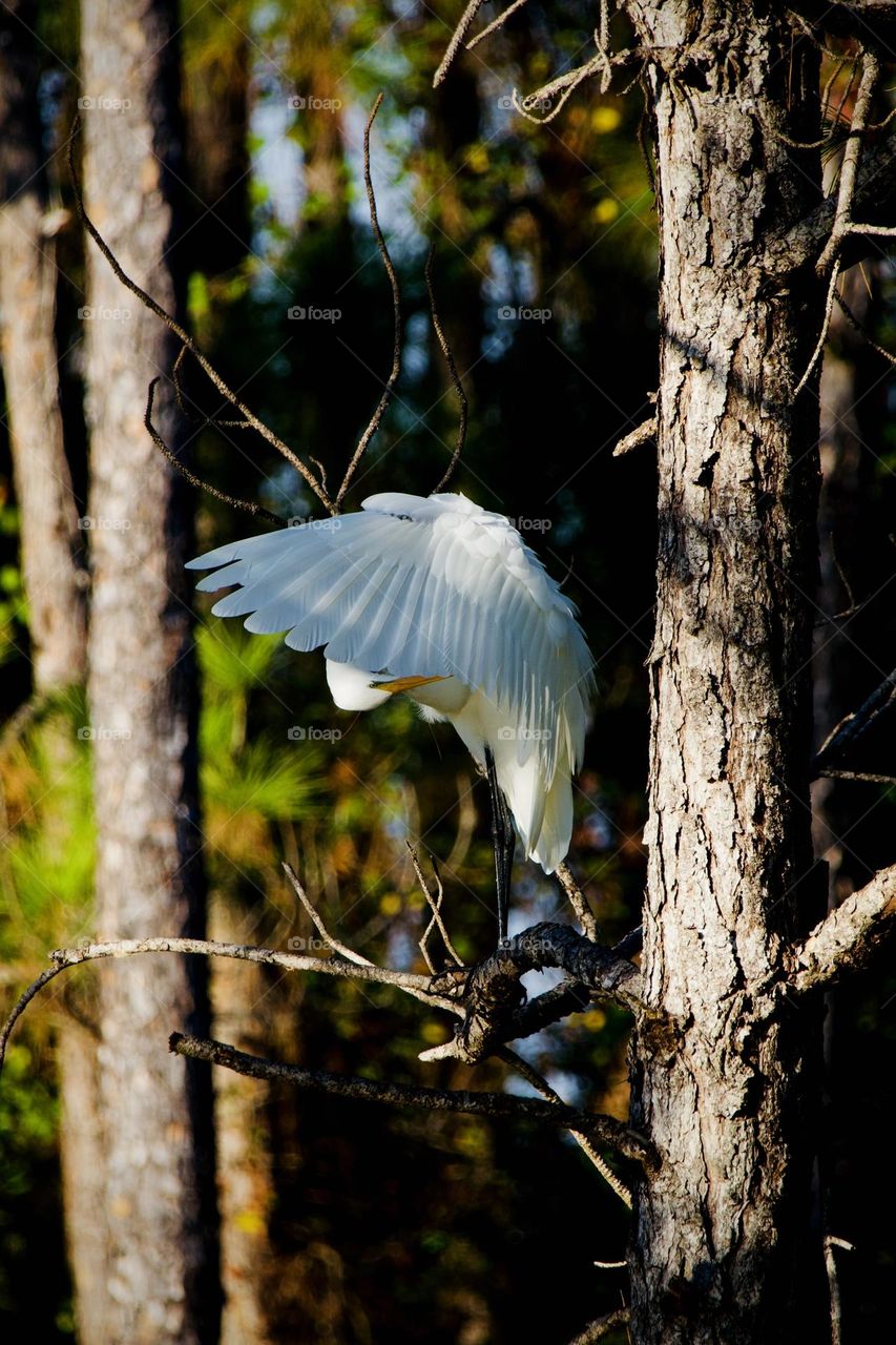 Egret perching and preening on a pine branch in dappled sunlight, focus on the wing feathers