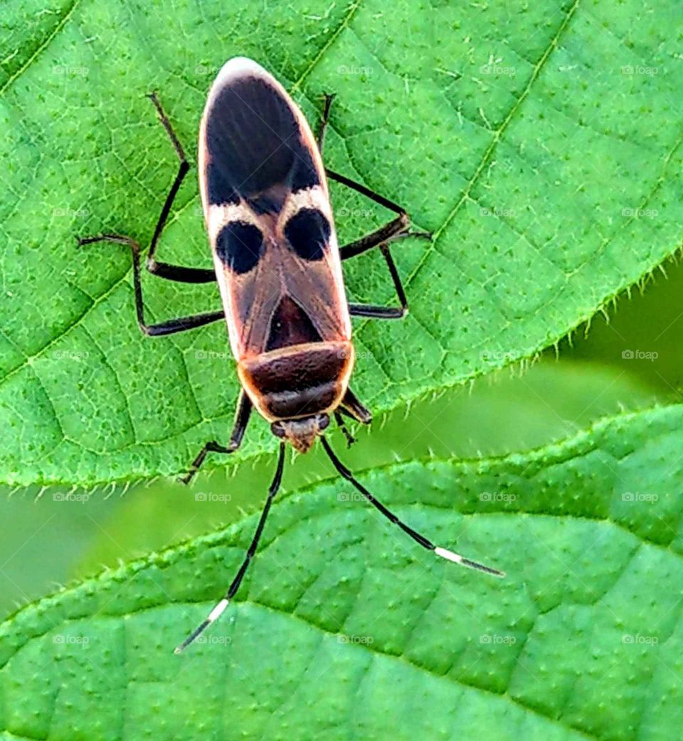 Fun animals and pets: a cute and fun lygaeidae on the leaves. it's body( wings) looks like a face. very interesting.