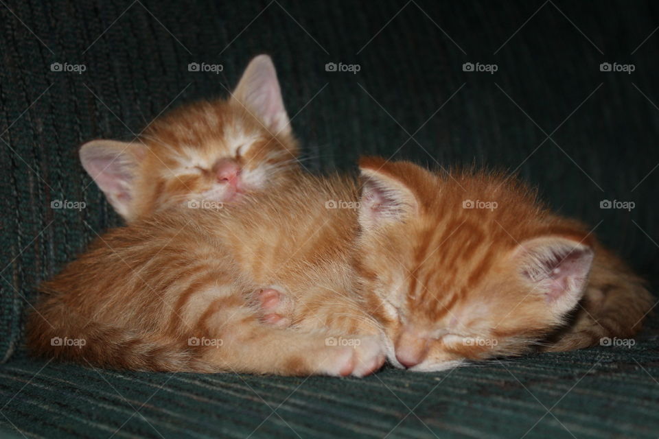 Sleeping kitties