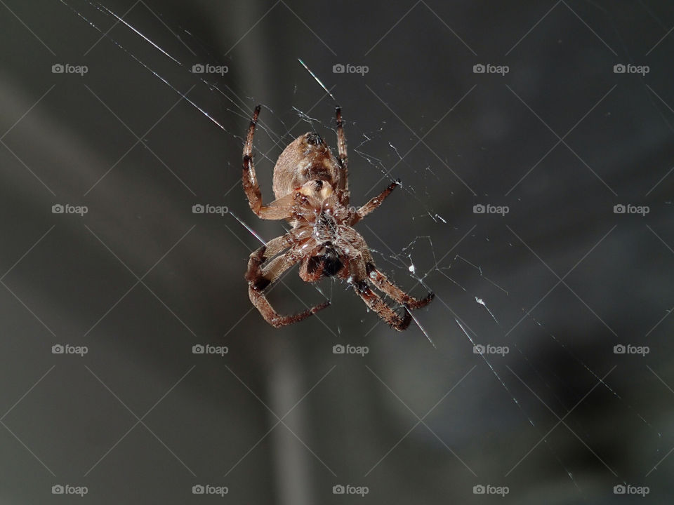 insect web spider arachnids by delvec