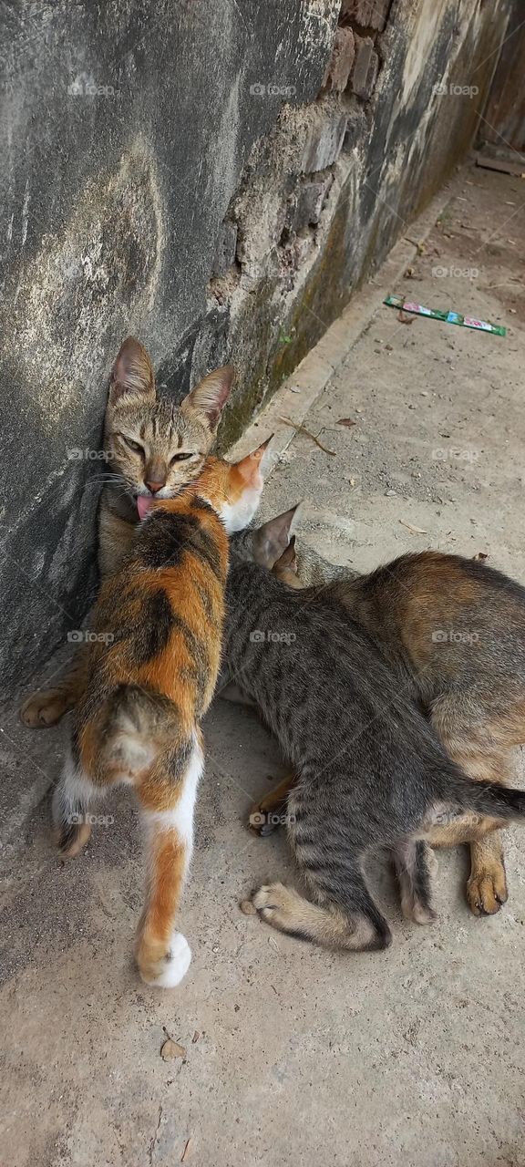 Mother cat with her nursing kittens