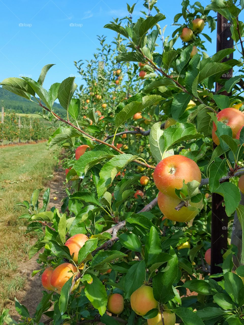 Close-up of apple tree