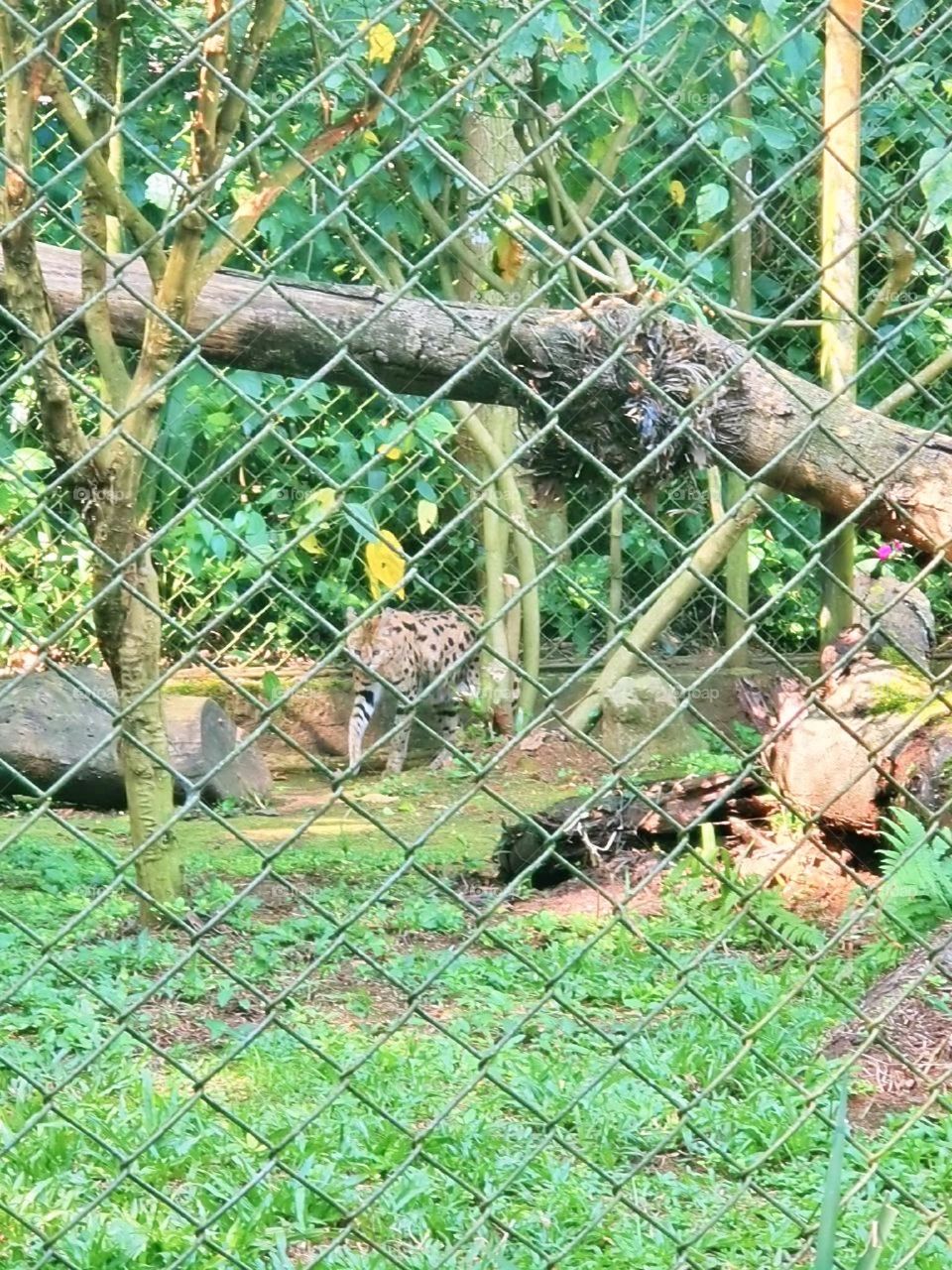 grass entrance city scene parrot graphic feed colorful beautiful little trip activity savannah fur tourism farm holiday childhood monkey funny natural cage zebra garden fauna toddler lion tiger pet baby tree animals bird forest elephant vacation char