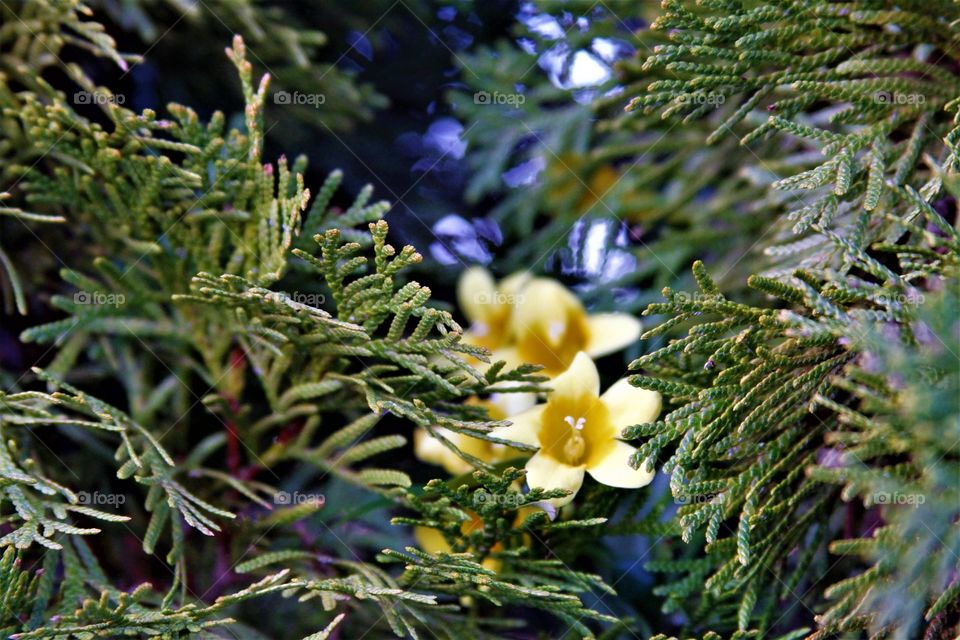 flowers growing between evergreens