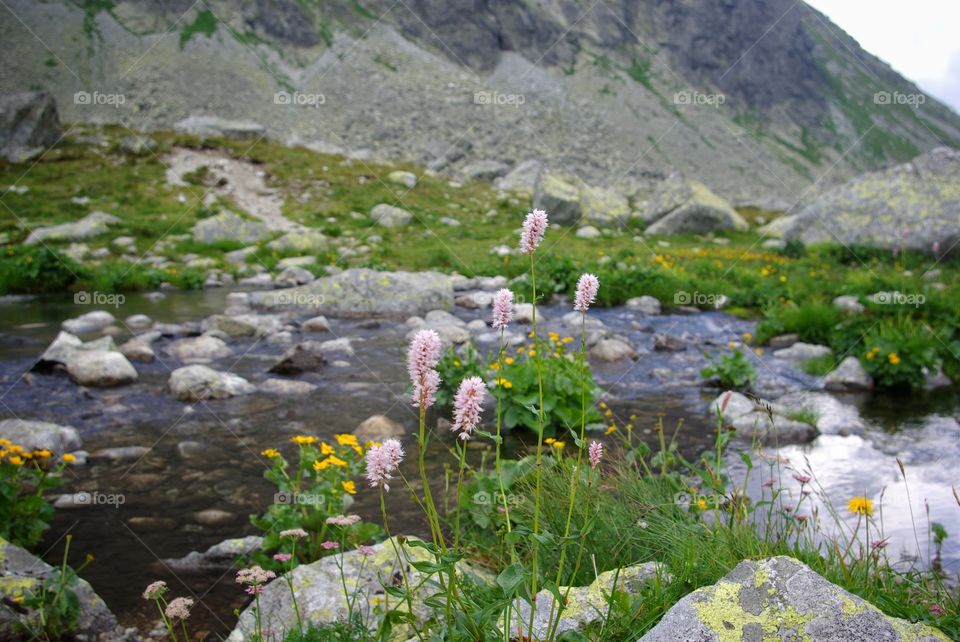 Wildflowers growing near stream