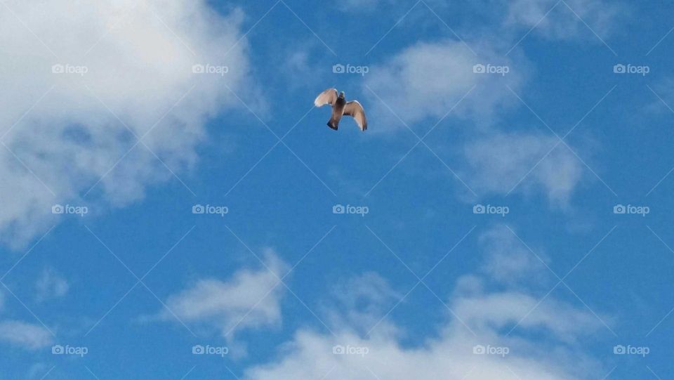 Beautiful pigeon flying cross the clouds.