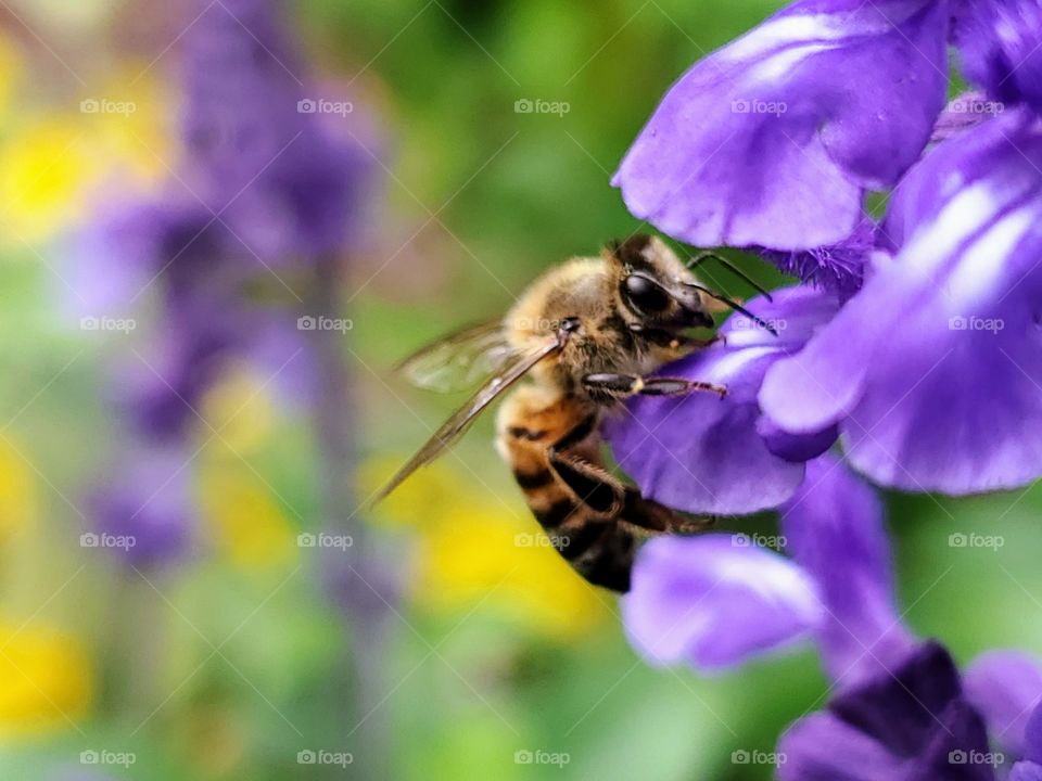 Honeybee on a purple flower