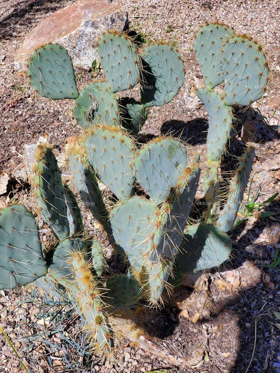 Prickly Pear Cactus in Arizona Desert