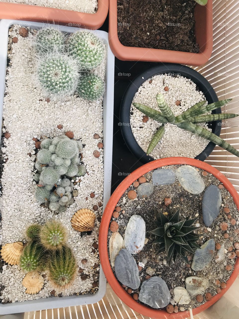 Catus and succulents