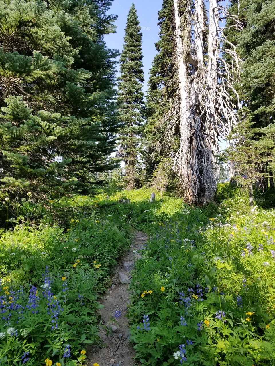 The trail to Rainier