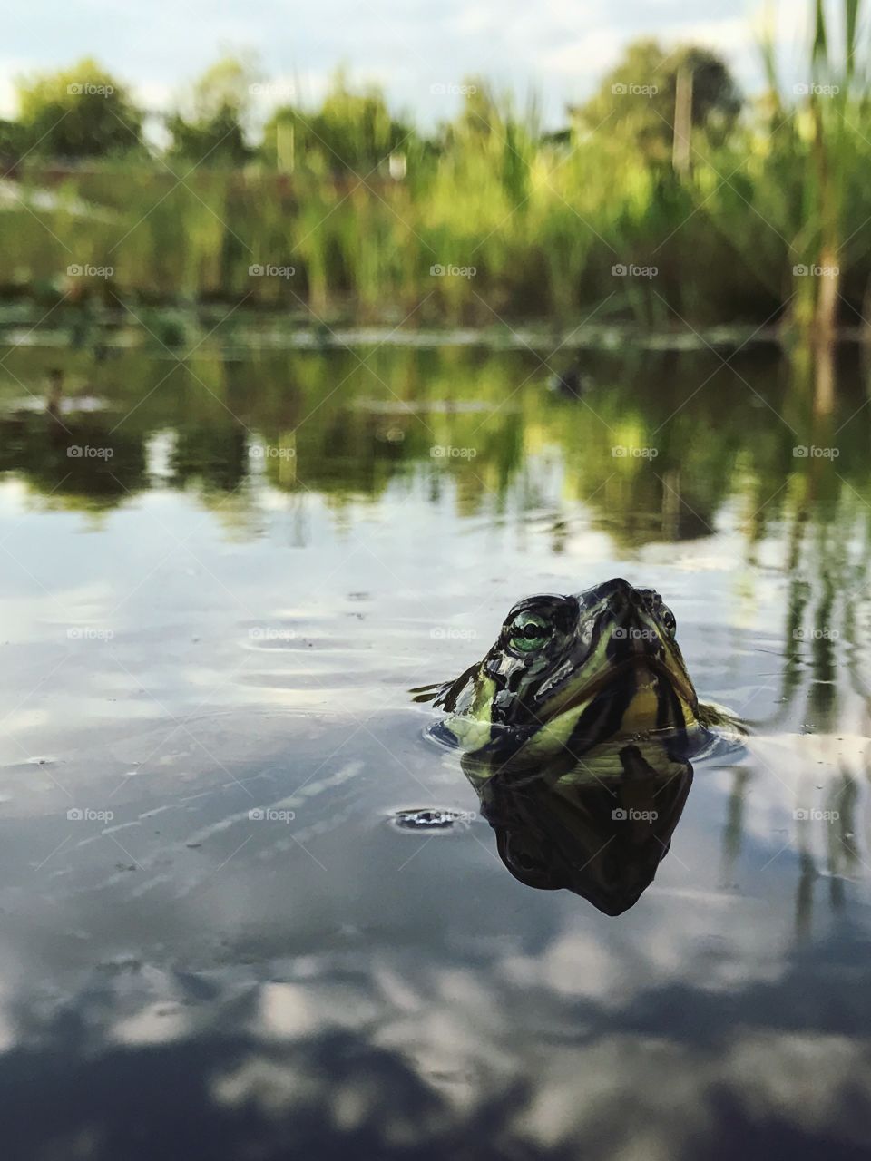 Turtle up close