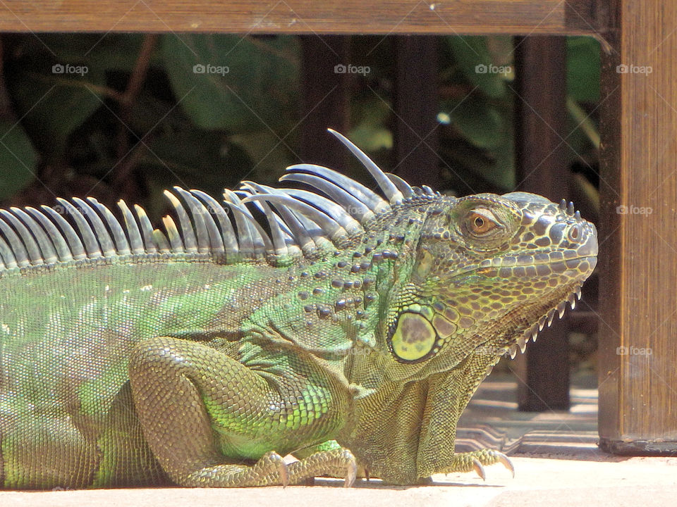 Iguana