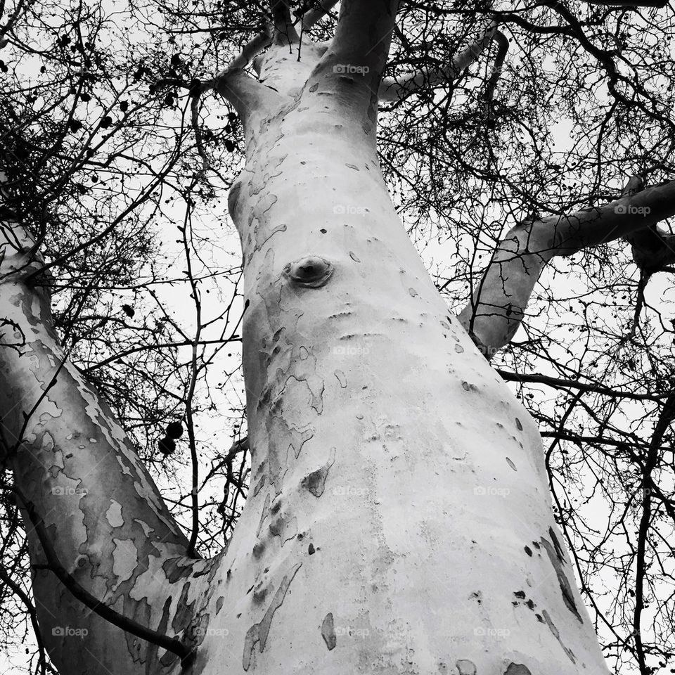 Beautiful Towering Tree