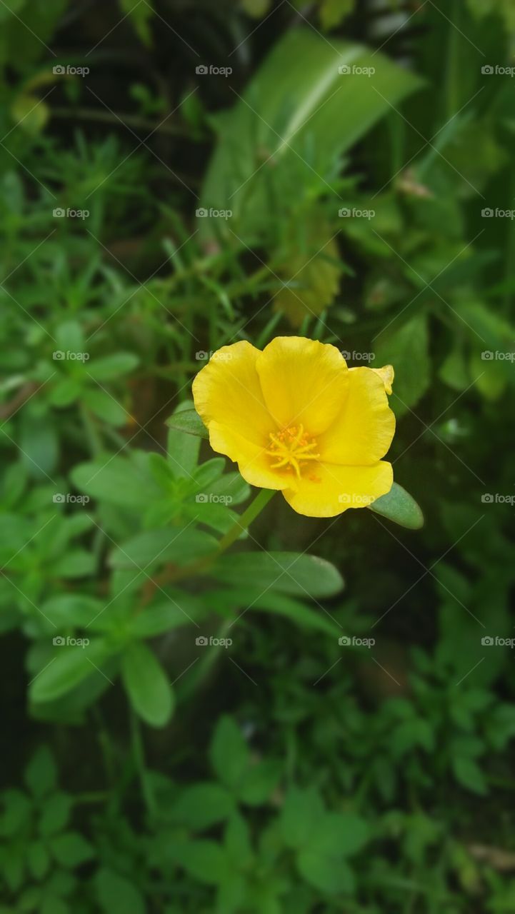 yellow vietnam rose that blooms in miday