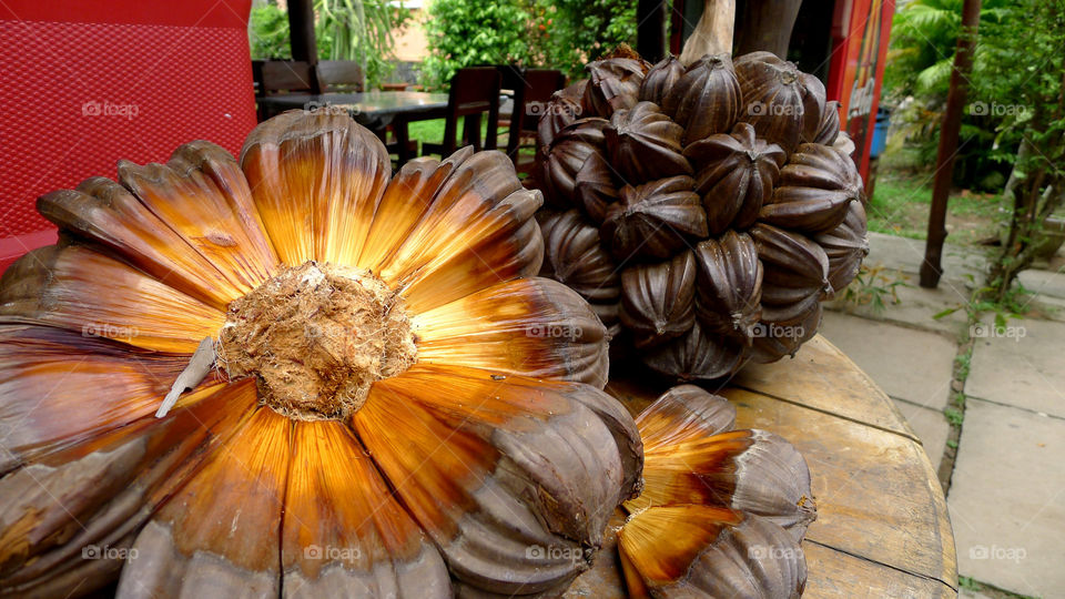 Water coconut fruit