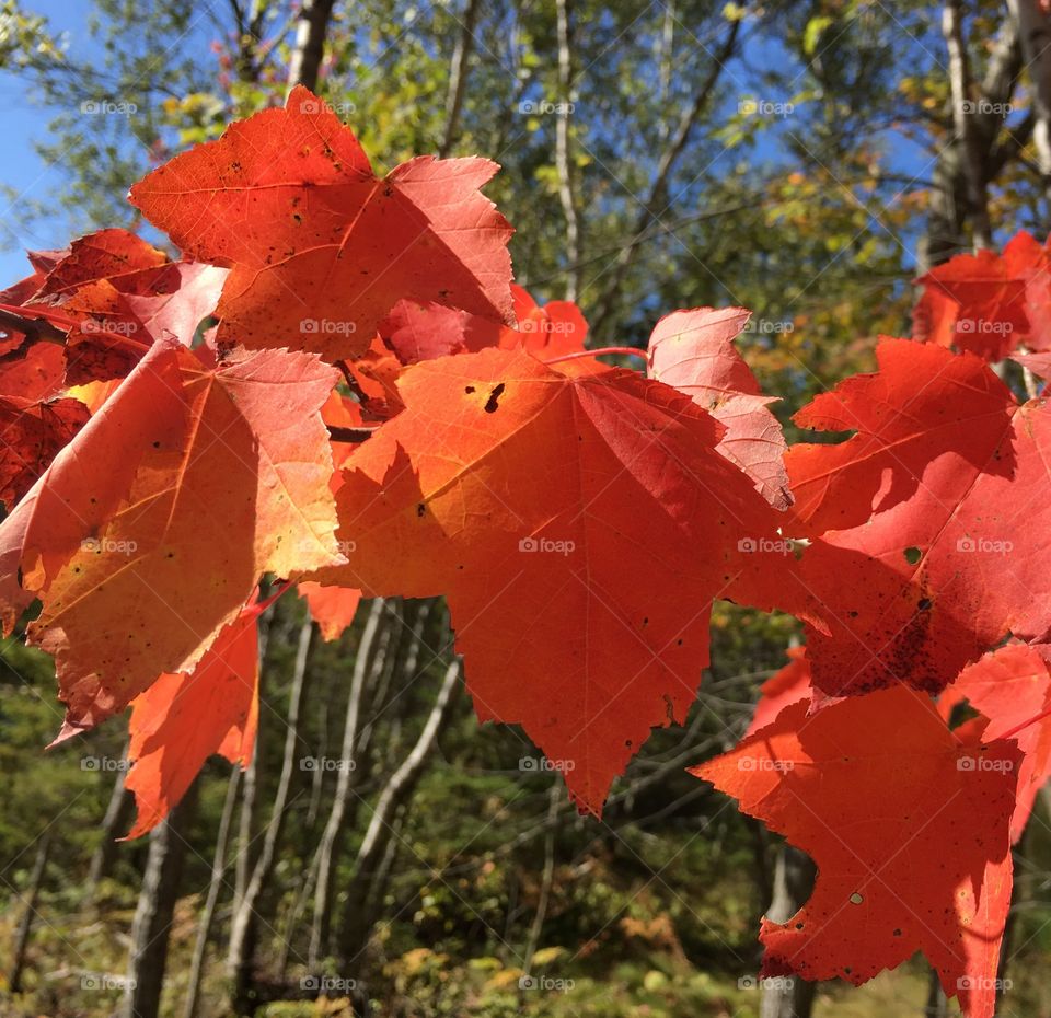 Naturally beautiful orange