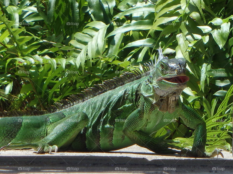 Iguana