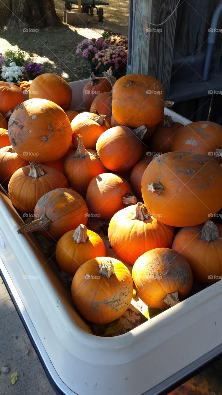 Pumpkins